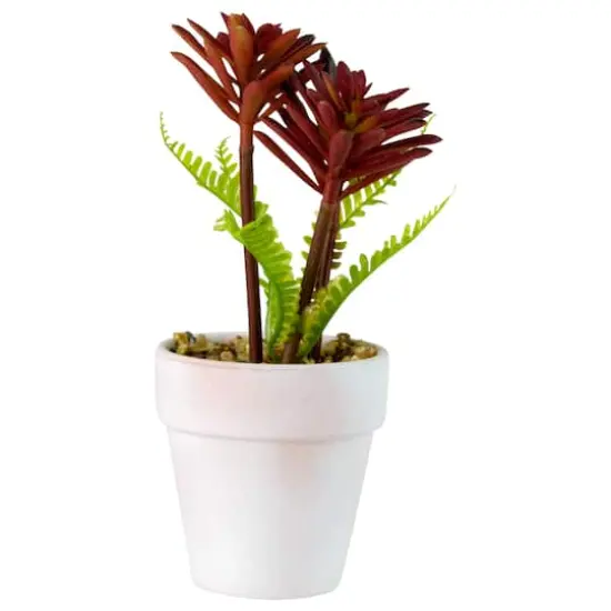 8" Red And Green Succulent Fern In Ceramic White Pot {5}