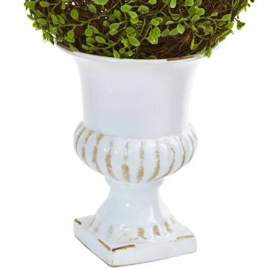 18" Mohlenbechia Ball Topiary in White Urn {4}