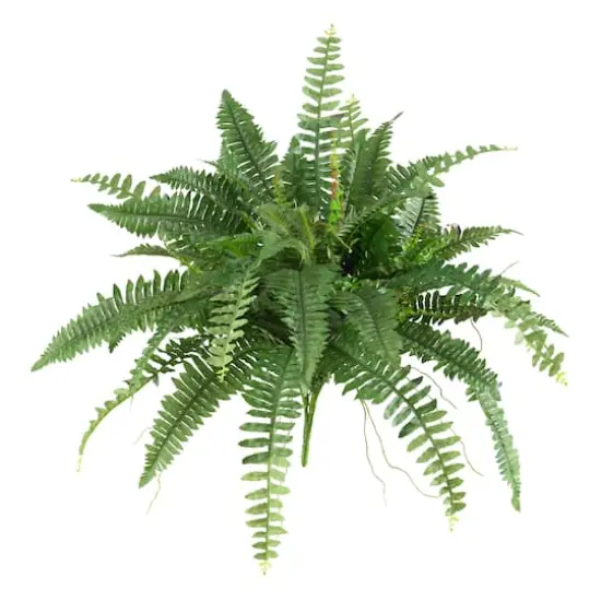 15" Boston Fern, 2ct. {1}