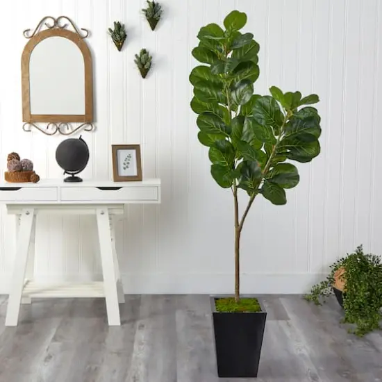 5.5ft. Fiddle Leaf Fig Tree in Black Metal Planter {4}