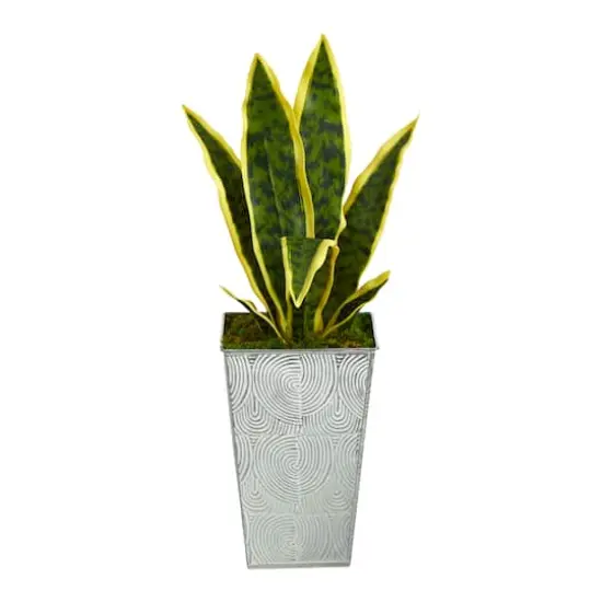 18" Snake Plant in Embossed White Planter {1}