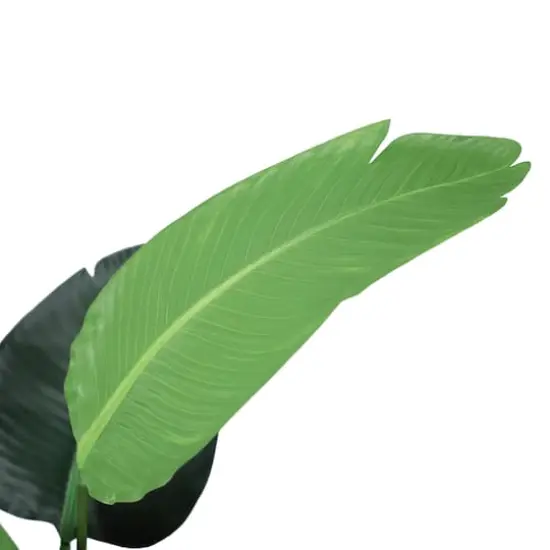 4ft. Travelers Palm in Black Planter {3}