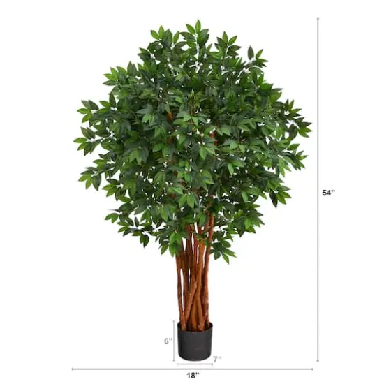 4.5ft. Potted Lychee Tree {3}