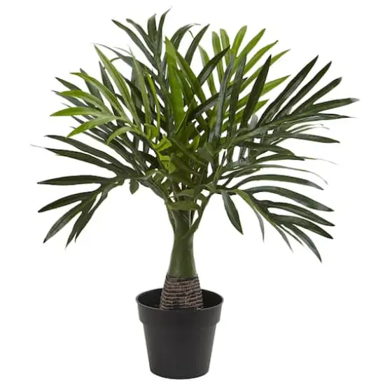 15.5" Potted Mini Areca Palm Plant {1}