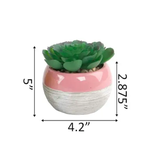 Flora Bunda&reg; Succulent In Two Tone Lines Pattern Pink Ceramic Pot  {3}