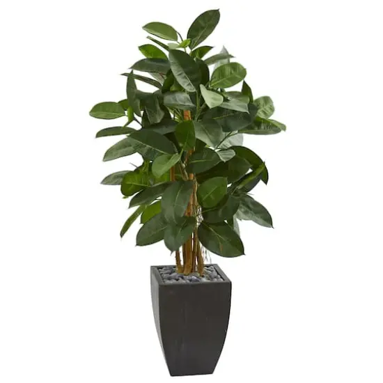 4.5ft. Rubber Tree in Black Planter {1}