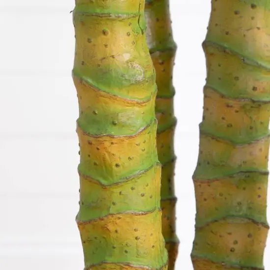 9.5ft. Potted Giant 5 Stalk Areca Palm Tree {8}