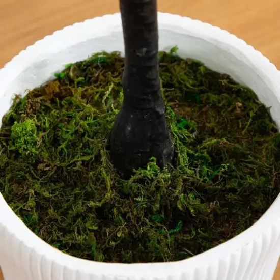 6ft. Bougainvillea Tree with White Decorative Planter {6}