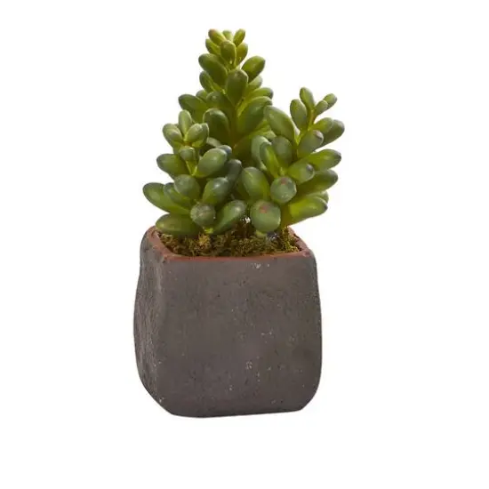 8" Succulent Trio in Gray Planter {4}