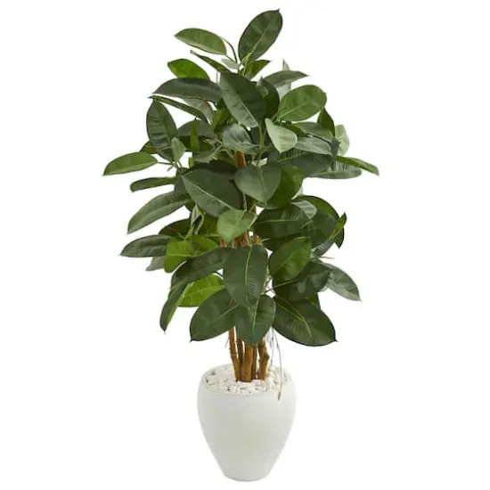 4.5ft. Rubber Tree in White Planter {1}