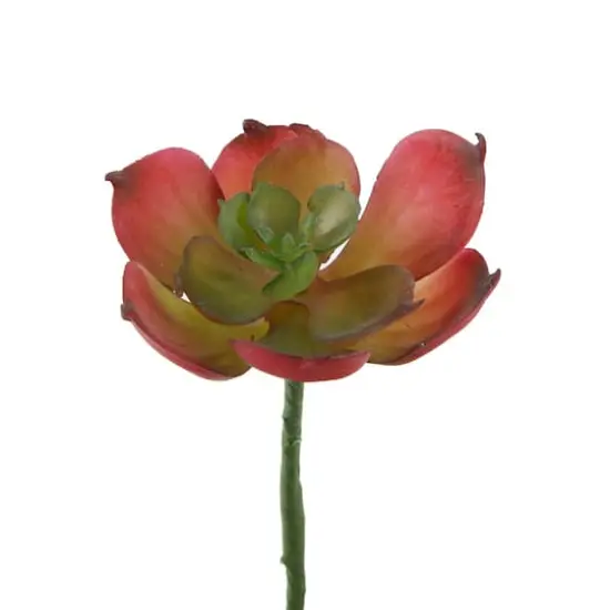 Flora Bunda® Red Small Echeveria Afterglow Succulent Pick, 12ct. {1}