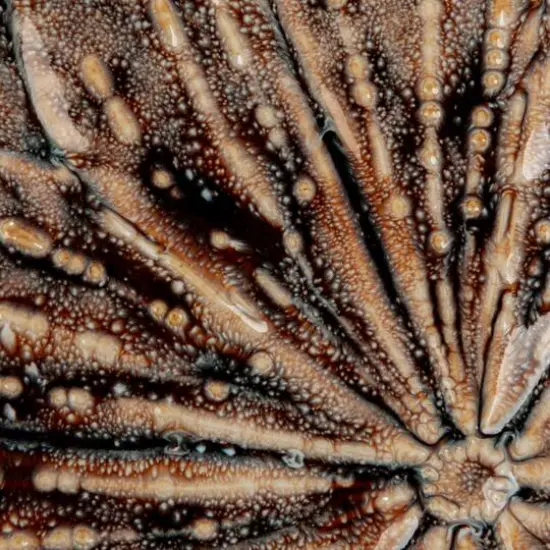 Hello Honey&reg; 10" Multicolor Glaze Stoneware Flower Plate, 6ct. {7}