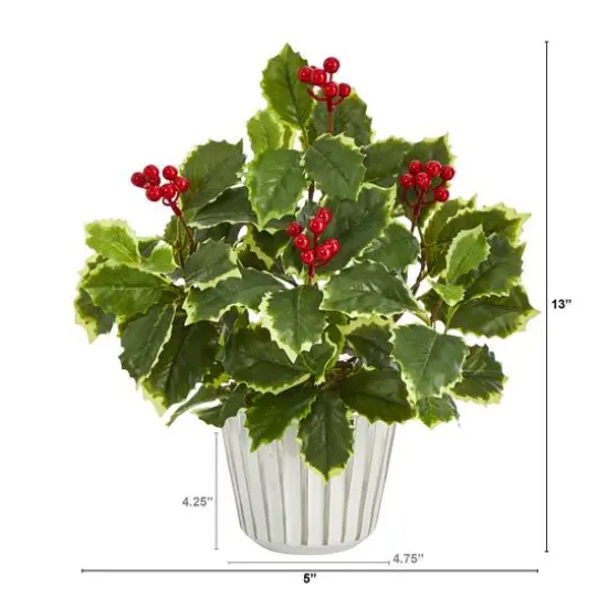 13" Variegated Holly Plant in White Planter {3}