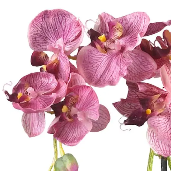 18" Moth Orchid Arrangement in Glass Vase {3}