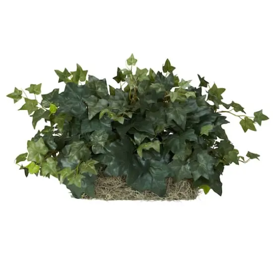 14" Ivy Ledge Plant with Moss {1}