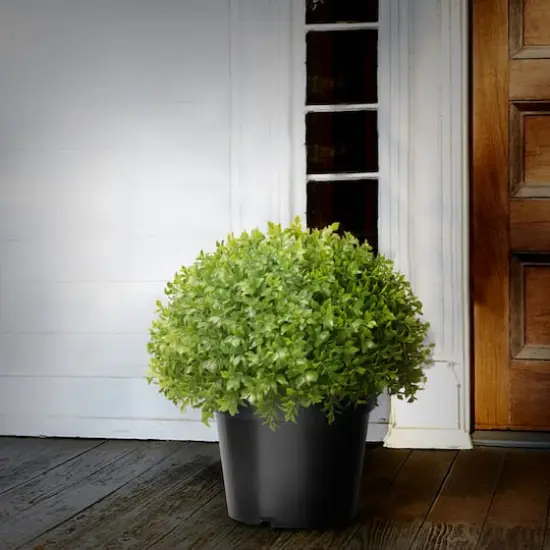 Globe Japanese Holly with Green Pot {3}