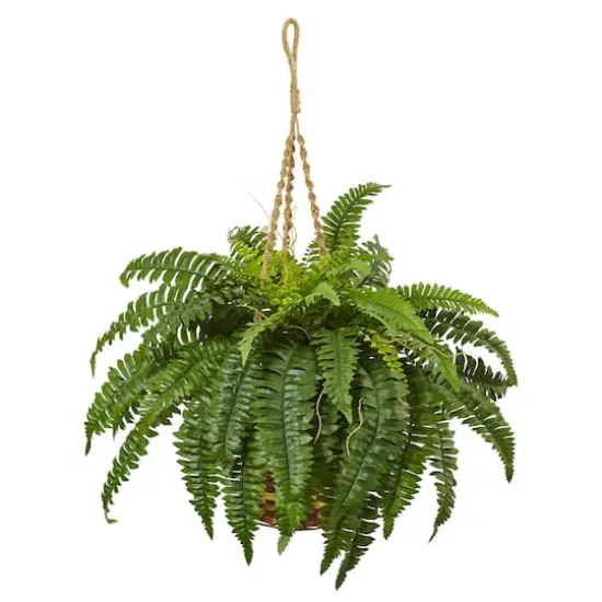 33" Boston Fern in Hanging Basket {1}
