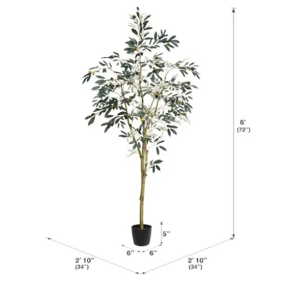 6ft. Potted Olive Tree {5}