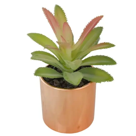 5" Green Aloe Plant in Rose Gold Pot {4}