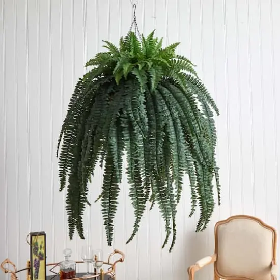 50&rdquo; Giant Boston Fern in Hanging Cone Basket {4}
