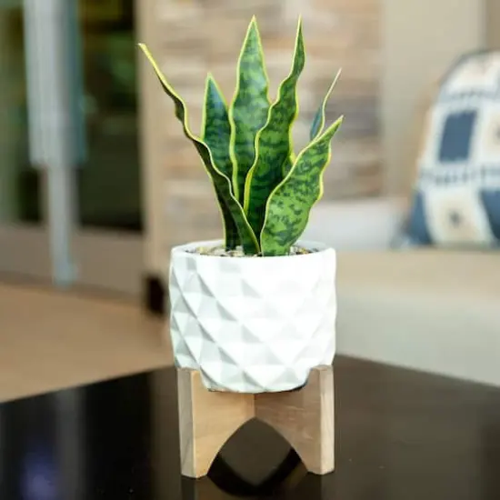 Flora Bunda&reg; 12.5" Snake Plant in Ceramic Planter with Stand {3}