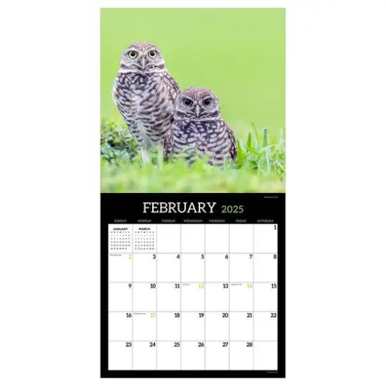 TF Publishing 2025 Owls Wall Calendar {4}