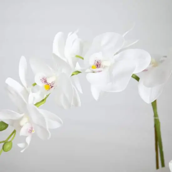 2ft. Orchid Arrangement in Decorative Ceramic Vase {4}