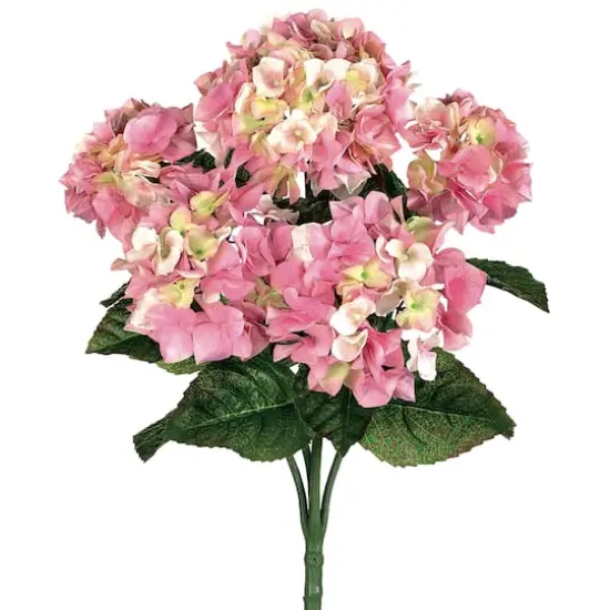 Blush Pink Hydrangea Bush {1}