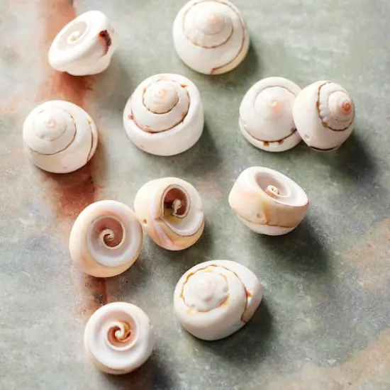 White Swirl Shell Beads, 16mm by Bead Landing&trade; {3}