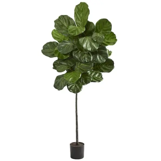 5.5ft. Potted Fiddle Leaf Tree {1}