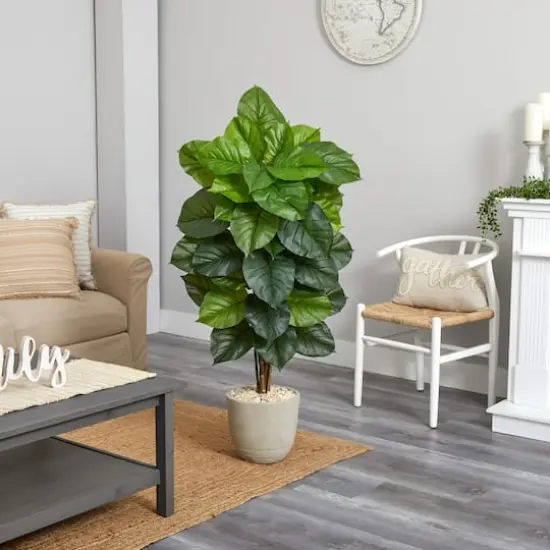 4.5ft. Philodendron in Sand Stone Planter {4}