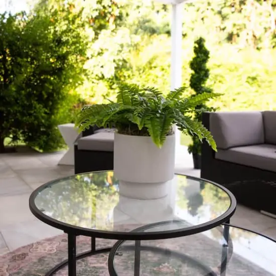 19" UV-Resistant Artificial Boston Ferns, 2ct. {4}