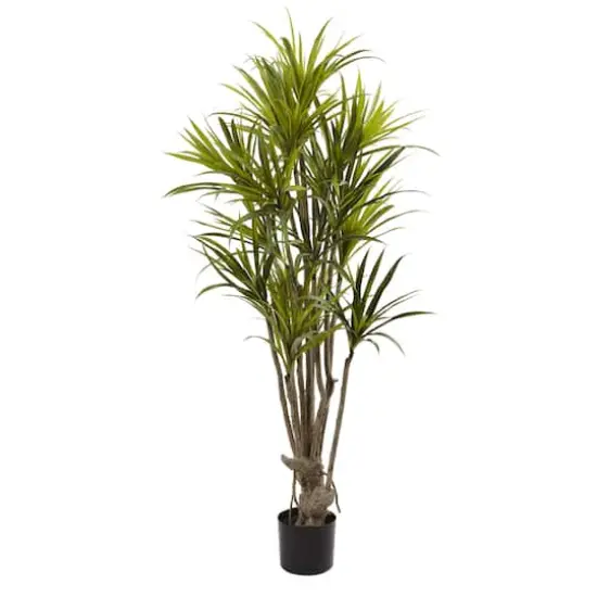 5ft. Potted Dracaena Tree {1}