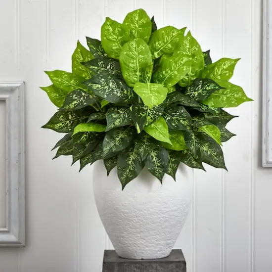 2.5ft Dumb Cane Plant in White Planter {4}