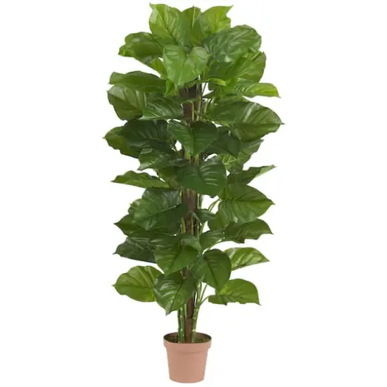 5ft. Potted Philodendron Plant {1}