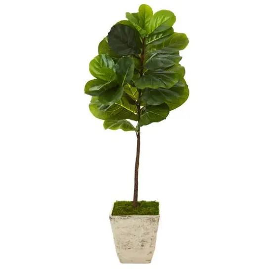 4ft. Fiddle Leaf Tree in Country White Planter {1}