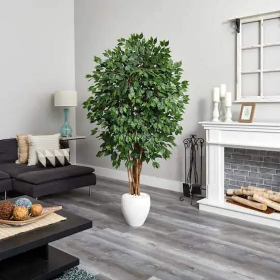 6ft. Ficus Tree with White Planter {4}