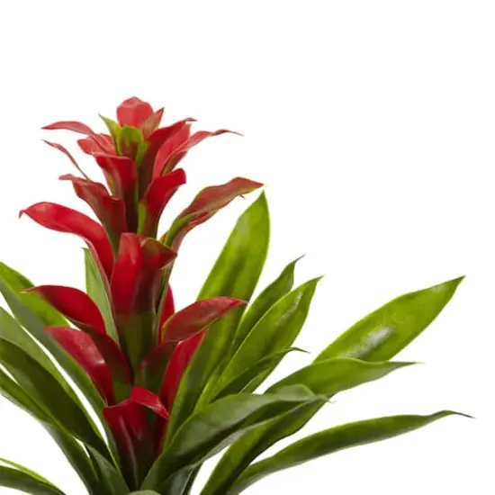 Red Bromeliad Flower, 4ct. {3}