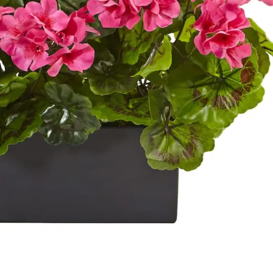 13" Beauty Geranium in Rectangular Planter {4}