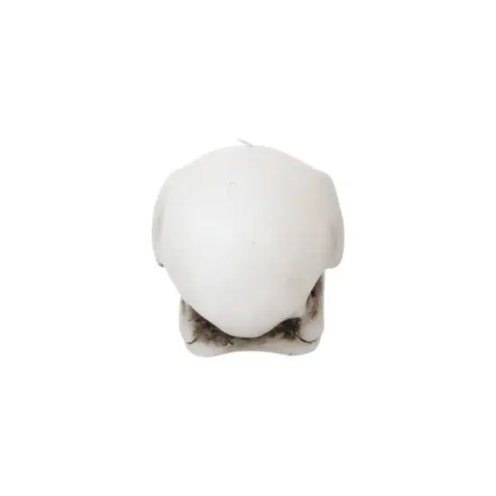 Crow Skull Shaped Candle by Ashland&reg; {5}