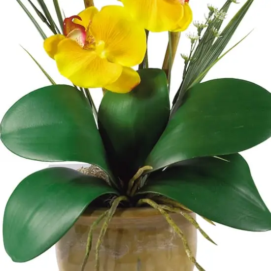 21'' Potted Yellow Moth Orchid Arrangement {3}