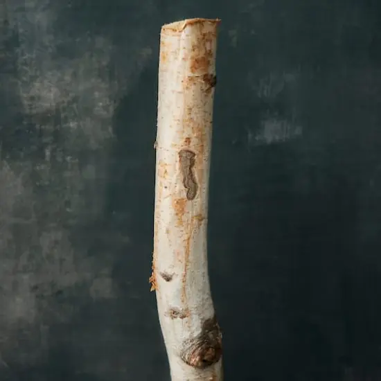 Ashland&reg; Natural River Birch {3}