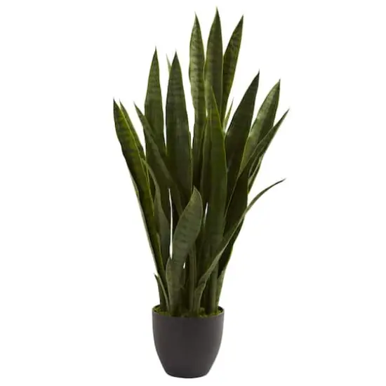 3ft. Snake Plant with Black Planter {1}