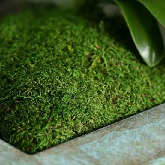 SuperMoss&reg; Preserved Sheet Moss {3}