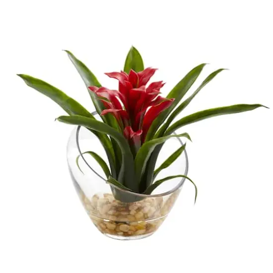 8" Red Tropical Bromeliad Arrangement in Angled Vase {1}