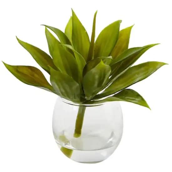 5.75" Mini Agave Succulent in Glass Vase, 3ct. {3}
