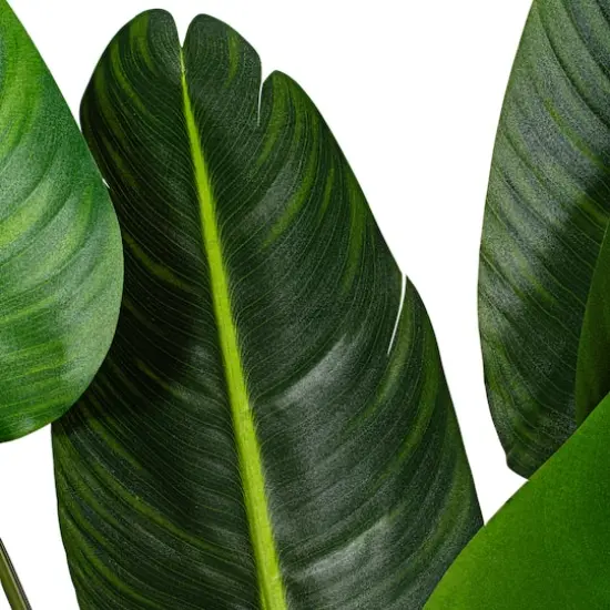 4ft. Potted Travellers Palm Tree {7}