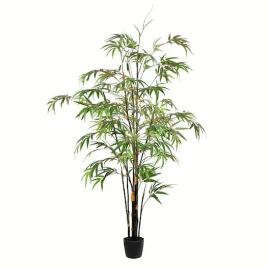 5ft. Potted Black Japanese Bamboo Tree {1}