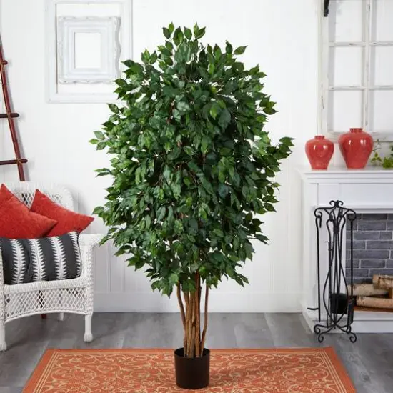 5.5ft. Potted Ficus Tree {5}