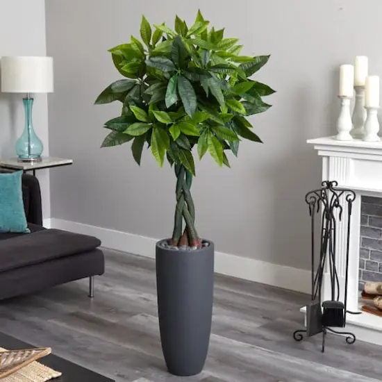 6ft. Money Tree in Gray Cylinder Planter {3}